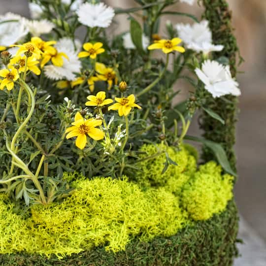 SuperMoss® Preserved Reindeer Moss, 8oz.